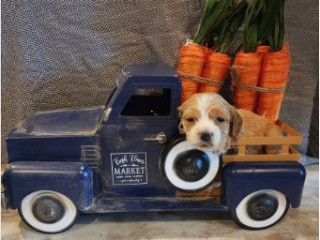 spaniel-puppies