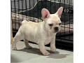 akc-ch-line-frenchie-female-small-4