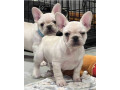 akc-ch-line-frenchie-female-small-3