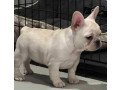 akc-ch-line-frenchie-female-small-2