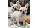 akc-ch-line-frenchie-female-small-0