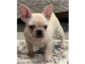 akc-ch-line-frenchie-female-small-1
