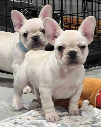 akc-ch-line-frenchie-female-big-3