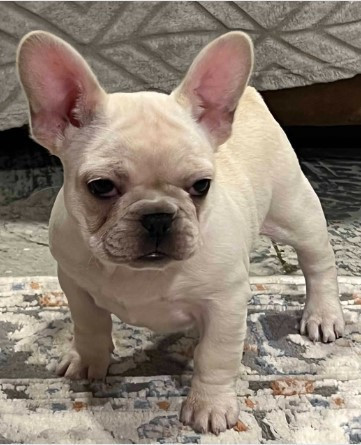 akc-ch-line-frenchie-female-big-1