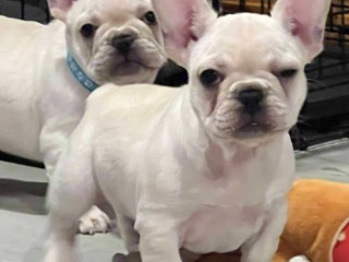 akc-ch-line-frenchie-female