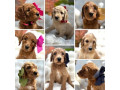 goldendoodle-puppies-small-0