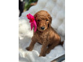 goldendoodle-puppies-small-4