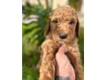 goldendoodle-puppies-small-3