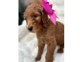 goldendoodle-puppies-small-1