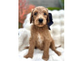 goldendoodle-puppies-small-2