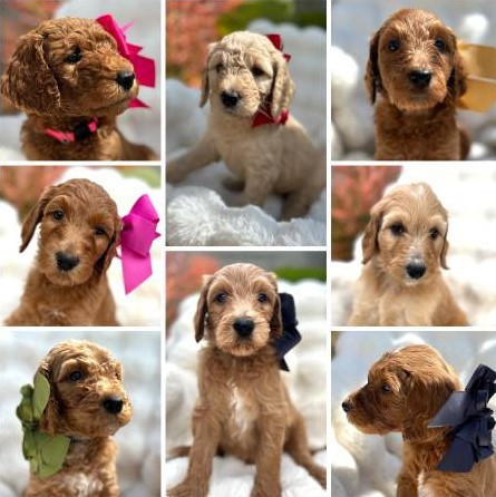 goldendoodle-puppies-big-0