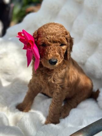 goldendoodle-puppies-big-4