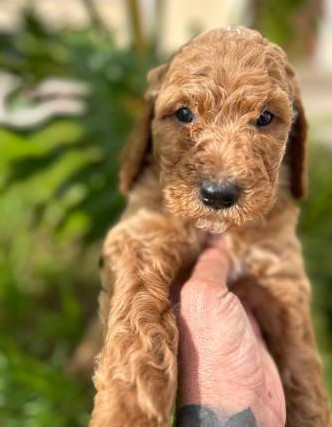 goldendoodle-puppies-big-3