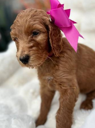 goldendoodle-puppies-big-1