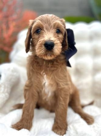 goldendoodle-puppies-big-2