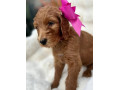 goldendoodle-puppies-small-1