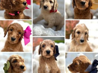 goldendoodle-puppies